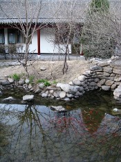 Carp At The Hostel